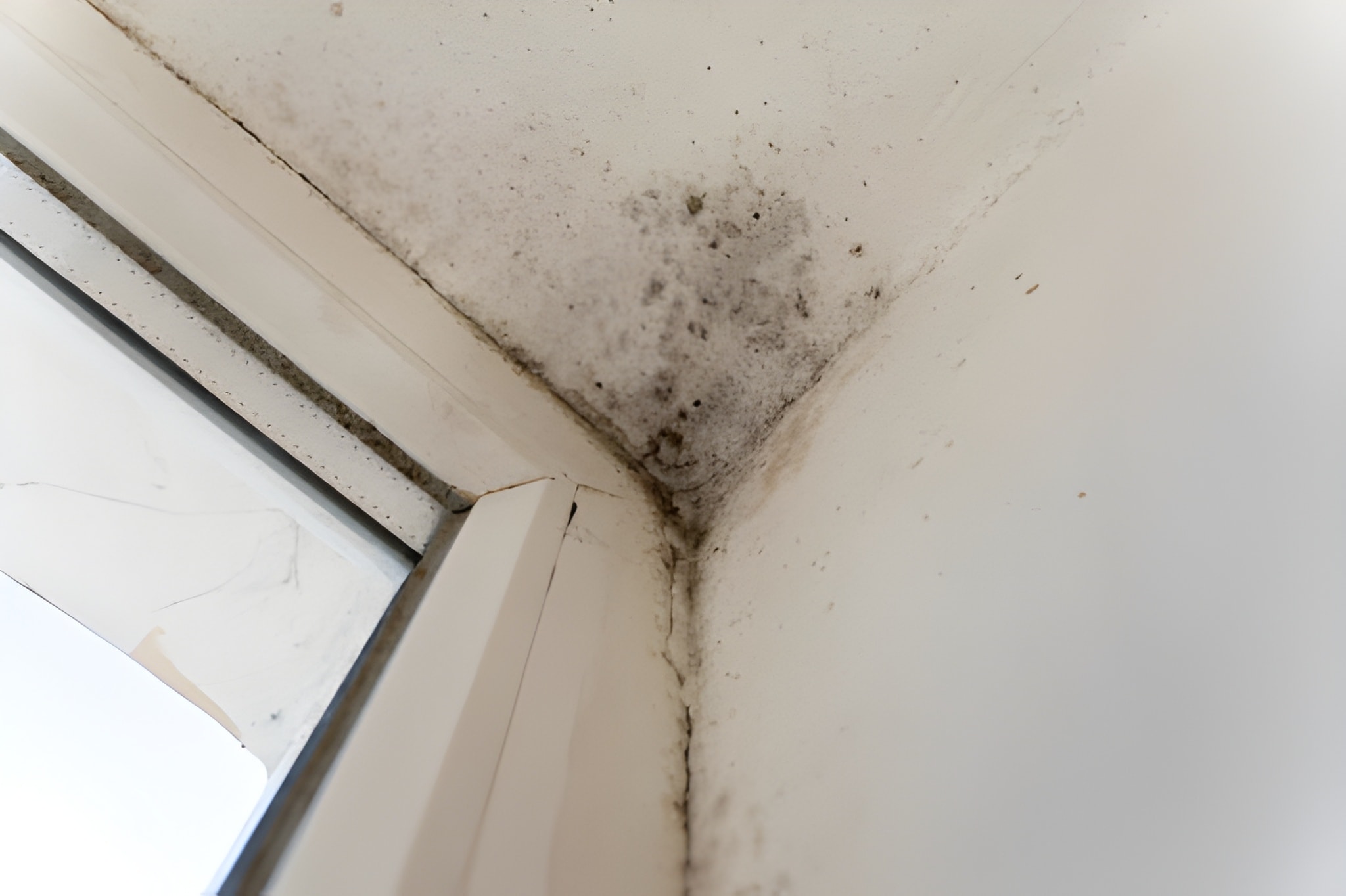 Mold & Allergen Removal